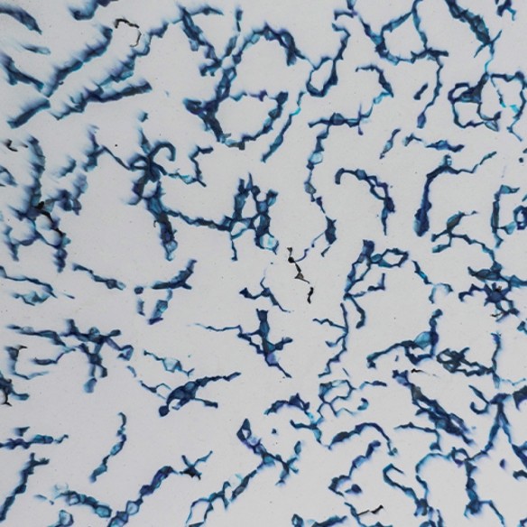 Échantillons Polygood® – Matériau plastique recyclé